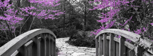 Black and White Bridge with Pink Cherry Blossoms Facebook Cover ...