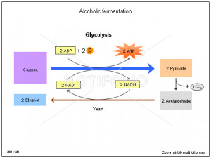 Alcoholic Fermentation Diagram