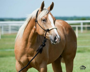 palomino horse | Tumblr