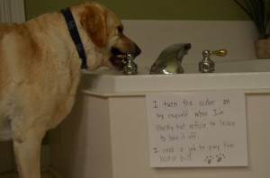 22 Dogs Behaving Badly: So Bad, That We NAMED Them. #12 Is “The Home ...