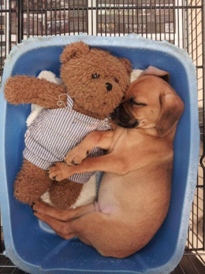 Puggle snuggle with Teddy