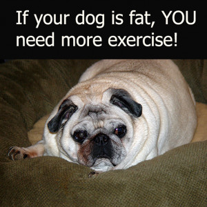 dog-quotes-about-fat-dog-and-exercise.jpg