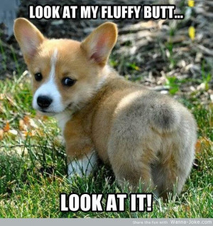 Little Funny Dog Pictures