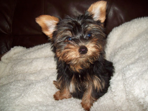 Yorkie Puppy Cut Face