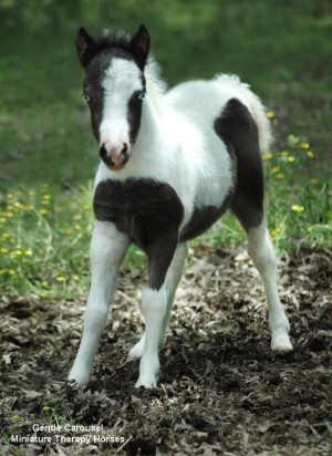 This mini reminds me of my pony shadow but a smaller version of her ...