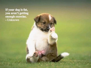... quotes and sayings puppy quote puppies with quotes puppys for sale