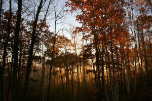 Best Running Quotes About Injury