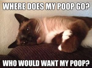 Sad Cat Wonders What Happens To All Its Poop