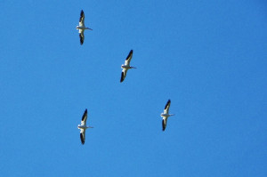 American White Pelicans soar high in the air sometimes, flying long ...