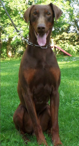 Protection Trained Doberman Pinscher Dog