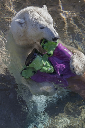 Tatqiq, Polar Bear at San Diego Zoo via Tammy Spratt / reuters