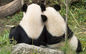 Giant panda Fu Hu cuddles with his mother Yang Yang in their enclosure ...