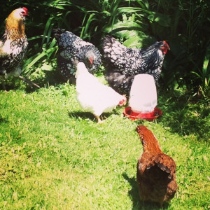 It's a chicken welcome party at @mad_maple today!! #helloladiesandgent ...