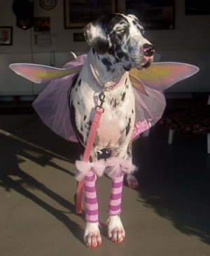 Funny Dogs Great Dane Wallpapers