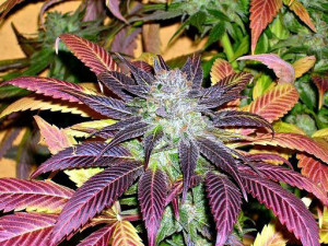 Beautiful Purple Marijuana...