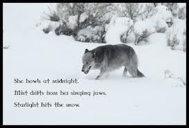 native american wolf quotes