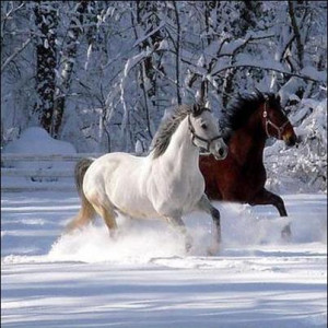 Incredible Photo of Horses in Snow