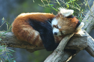 animal, cute, nature, red panda, sleep