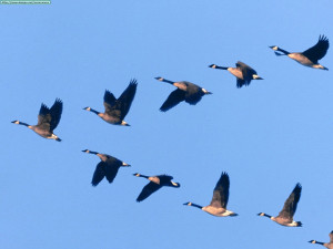 Lean Leadership Lessons We Can Learn From Geese
