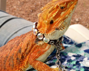 Custom Adult Bearded Dragon