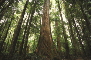 rainforest-facts-temperate-rainforest.jpg