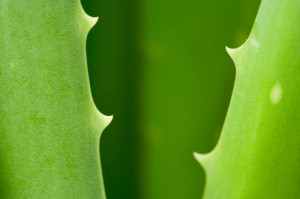 Aloe Vera Leaves: Sharp, Soft, Healing, Alive