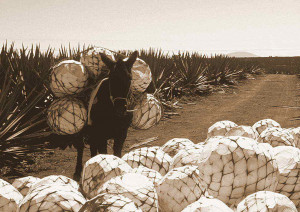 Spanish Conquistadors Aztecs