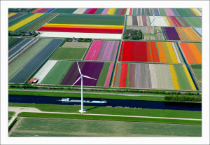 Tulip Fields in Netherlands