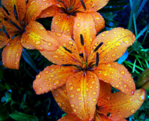 Raindrops on tiger lilies . Photo © 2009 by Robin)