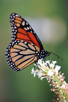 Life Span of Monarch Butterflies- Named After Danaus, Mythical King of ...