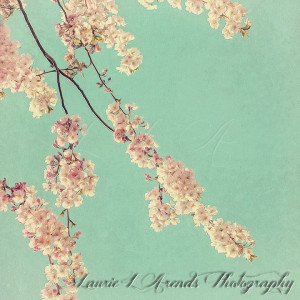 Pink Cherry Blossom Art surreal nature photography by lmlphoto, $30.00