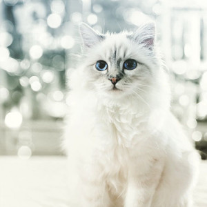 choupette-cover-1.jpg