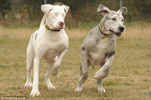 Cachorra dog alemão cega 2 300x198 Cachorra dog alemão cega 2