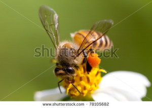 Lovely Bees Stock Photo Image