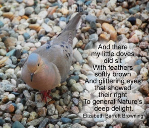 Doves. Elizabeth Barrett Browning quote