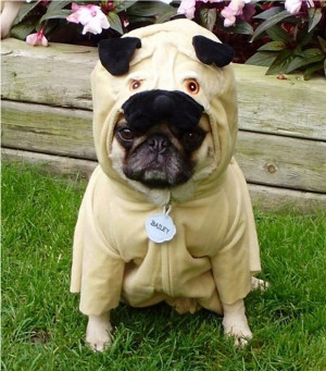 Pug Love – 41 Funny Pictures of Pug Dogs
