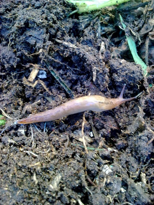 Watch Slugterra Episodes