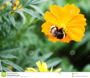 Bee Busy Drinking Nectar