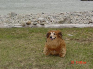 Trixie My Loyal Girl