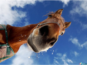 Funny Horse Wallpaper