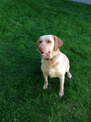 Yellow Labrador Bitch For Sale