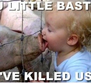 Funny Quotes about Pigs