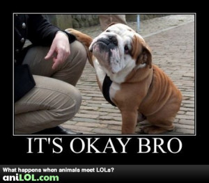 Funny animal pictures at Anilol