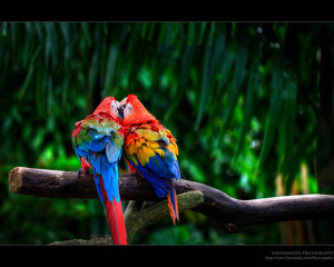 of colours parrot love we are having lots of fun parrot love by ...