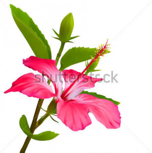 Hibiscus Flower Vector Art