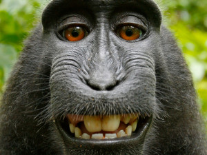 Quand un singe prend un selfie, à qui reviennent les droits d ...