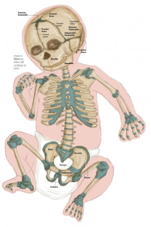 How Many Bones in Human Body Baby