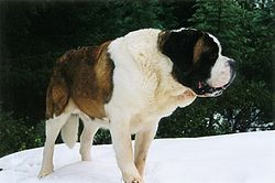 st bernard in the snow other names st bernhardshund bernhardiner ...