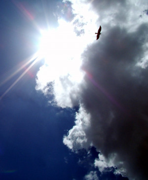 The royal Falcon on the arm of the Almighty