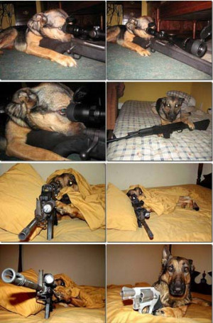 cute, danger, dog, funny, guns, lol, sniper